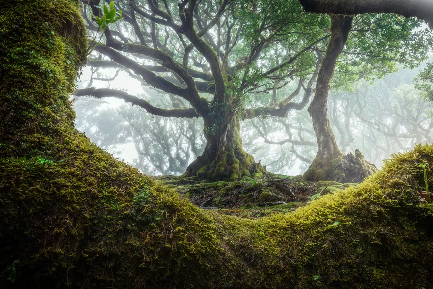 Ancient laurel trees in the mist at Fanal forest, Madeira