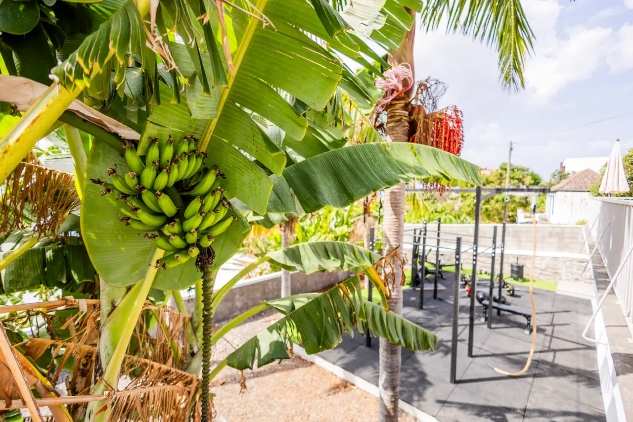 Banana plants beside the outdoor gym rig, Villa Crossdeira Madeira