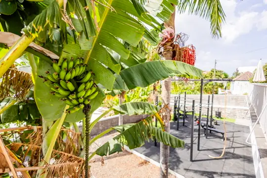 Banana trees framing the outdoor training area, Villa Crossdeira
